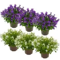 Kölle Glockenblume 'Get Mee', blau und weiß, Topf-Ø 10,5 cm, Höhe ca. 15 cm