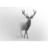 WALLARENA FOTOTAPETE Tiere Hirsch Vliestapete Tapete 300x210