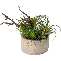 Creativ Green Künstliche Zimmerpflanze "Tillandsien-Mix in Zementschale"