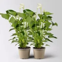 Kölles Beste Flamingoblume 'White Champion', weiß, Topf-Ø 14 cm, Höhe ca. 50 cm, 2Pflanzen