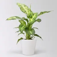 Pflanzen-Kölle Dieffenbachie 'Mars', Topf-Ø 17cm, Höhe ca. 50-60 cm, im Übertopf Dallas
