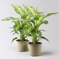 Pflanzen-Kölle Dieffenbachie 'Mars', Topf-Ø 17cm, Höhe ca. 50-60 cm, 2 Pflanzen