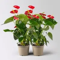 Kölles Beste Flamingoblume 'Royal Red Champion', rot, Topf-Ø 14 cm, 2 Pflanzen
