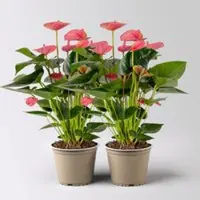 Kölles Beste Flamingoblume 'Pink Champion', pink, Topf-Ø 14 cm, Höhe ca. 50 cm, 2 Pflanzen