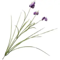 Silk-ka Kunstblume von – Seidenblumenzweig der Kaiserkrone, lila, 71 cm