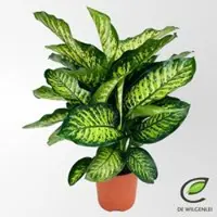 Kölles Beste Dieffenbachie 'Maroba', Topf-Ø 21 cm, Höhe ca. 80 cm