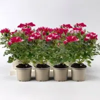 Pflanzen-Kölle Rose 'Gigi', rot-weiß, Mini, Topf-Ø 7 cm, 8 Pflanzen