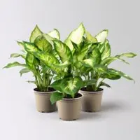 Pflanzen-Kölle Dieffenbachie 'Camilla', Topf-Ø12cm, Höhe ca. 25 cm, 3er-Set