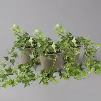 Pflanzen-Kölle Efeu, grün, Topf-Ø 12/13 cm, 3 Pflanzen