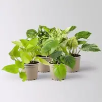 Pflanzen-Kölle Grünpflanzen-Set Hängendes Grün, Halbschatten, Topf-Ø 12 cm, 4 Pflanzen