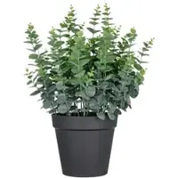 Creativ Green künstliche Pflanze Eukalyptus gunnii XXL im Kunststofftopf, 70cm, UV-beständiger