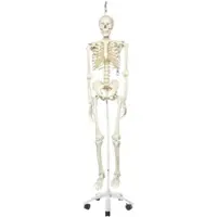 3B Scientific Menschliches Skelett Modell "Stan", lebensgroß, an Metallhängestativ mit Rollen ...