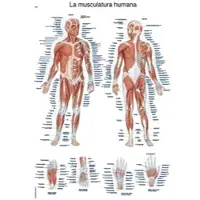 Sanismart Lehrtafel La musculatura humana 50x70cm