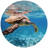 Wallart K&L Wall Art Vliestapete »Runde Vliestapete«, Schildkröte Ozean Badezimmer, mehrfarbig, matt - bunt