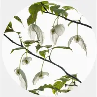 Wallart K&L Wall Art Vliestapete »Runde Vliestapete«, Kadam Apfelbaum Garten, mehrfarbig, matt - bunt