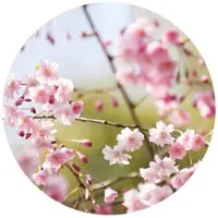Wallart K&L Wall Art Vliestapete »Runde Vliestapete«, Kirschbaum Blüten Rosa, mehrfarbig, matt - bunt