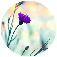 Wallart K&L Wall Art Vliestapete »Runde Vliestapete«, Bravin Luminous lila Blume, mehrfarbig, matt - bunt