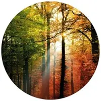 Wallart K&L Wall Art Vliestapete »Runde Vliestapete«, Goldener Herbst Natur Wald, mehrfarbig, matt - bunt