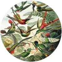 Wallart K&L Wall Art Vliestapete »Runde Vliestapete«, Haeckel Kolibris Nostalgische, mehrfarbig, matt - bunt