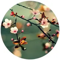 Wallart K&L Wall Art Vliestapete »Runde Vliestapete«, Kirschblüten Blumen Knospen, mehrfarbig, matt - bunt