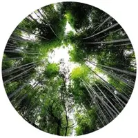 Wallart K&L Wall Art Vliestapete »Runde Vliestapete«, Hugonnard Wald Baumkronen, mehrfarbig, matt - bunt