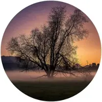 Wallart K&L Wall Art Vliestapete »Runde Vliestapete«, Cuadrado Nebel Baum des Lebens, mehrfarbig, matt - bunt