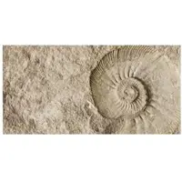 MySPOTTI Badrückwand »Fossil«, BxH:90 cm x 45 cm, beige