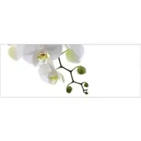 MySPOTTI Badrückwand »Orchidee Phala«, BxH:120 cm x 45 cm, weiß