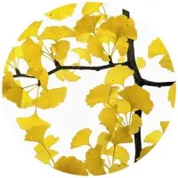 Wallart K&L Wall Art Vliestapete »Runde Vliestapete«, Kadam Ginko Baum Gelbe, mehrfarbig, matt - bunt