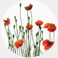 Wallart K&L Wall Art Vliestapete »Runde Vliestapete«, Kadam Rote MohnBlumen Mohn, mehrfarbig, matt - bunt
