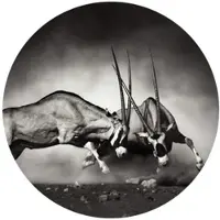 Wallart K&L Wall Art Vliestapete »Runde Vliestapete«, Safari Duell Antilopen Waldtiere, mehrfarbig, matt - bunt