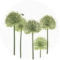 Wallart K&L Wall Art Vliestapete »Runde Vliestapete«, Kadam Botanische Zierlauch, mehrfarbig, matt - bunt