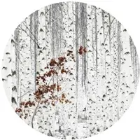 Wallart K&L Wall Art Vliestapete »Runde Vliestapete«, Han Birkenwald grau braun, mehrfarbig, matt - bunt