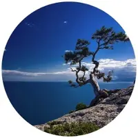 Wallart K&L Wall Art Vliestapete »Runde Vliestapete«, Baum am Meer blauer Himmel, mehrfarbig, matt - bunt