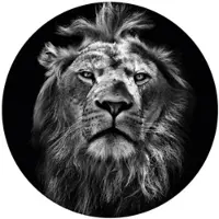 Wallart K&L Wall Art Vliestapete »Runde Vliestapete«, Safari König Löwe Waldtiere Tiere, mehrfarbig, matt - bunt