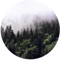 Wallart K&L Wall Art Vliestapete »Runde Vliestapete«, Nebel Wald Tannenwald, mehrfarbig, matt - bunt