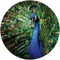 Wallart K&L Wall Art Vliestapete »Runde Vliestapete«, Retro Pfau König der Vögel, mehrfarbig, matt - bunt