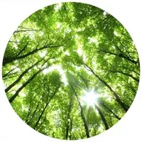 Wallart K&L Wall Art Vliestapete »Runde Vliestapete«, Baumkronen Wald Bäume, mehrfarbig, matt - bunt
