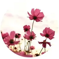 Wallart K&L Wall Art Vliestapete »Runde Vliestapete«, Blumen Pinke Kosmeen, mehrfarbig, matt - bunt