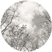 Wallart K&L Wall Art Vliestapete »Runde Vliestapete«, Baumkronen Himmel Natur, mehrfarbig, matt - bunt