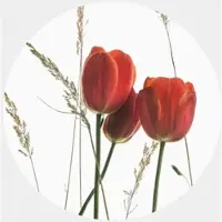 Wallart K&L Wall Art Vliestapete »Runde Vliestapete«, Kadam Rote Tulpene, mehrfarbig, matt - bunt