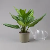 Pflanzen-Kölle Aglaonema 'Stripes', Topf-Ø 17 cm, Höhe ca. 50 cm