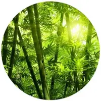 Wallart K&L Wall Art Vliestapete »Runde Vliestapete«, grün Bambus Wald Sonnenschein, mehrfarbig, matt - bunt