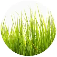 Wallart K&L Wall Art Vliestapete »Runde Vliestapete«, Hohes Gras grüne Wiese Küche, mehrfarbig, matt - bunt