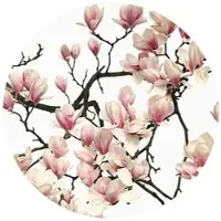 Wallart K&L Wall Art Vliestapete »Runde Vliestapete«, Kadam Rosa Magnoliae, mehrfarbig, matt - bunt