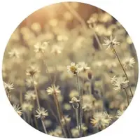 Wallart K&L Wall Art Vliestapete »Runde Vliestapete«, GänseBlumen Wiese Daisy, mehrfarbig, matt - bunt