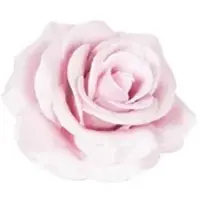 Flowerbox Wachsrose 12er-Set - lila