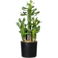 Creativ Green Kunstpflanze Euphorbia, im Topf, Höhe 40 cm