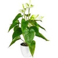 Creativ Green Kunstpflanze Anthurie weiß, im Topf, Höhe 40 cm, 2 Stück