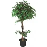 Brulo Kunstpflanze Ficus Benjamin, Kunstbaum im Topf, mit Echtholzstamm, Höhe 160 cm